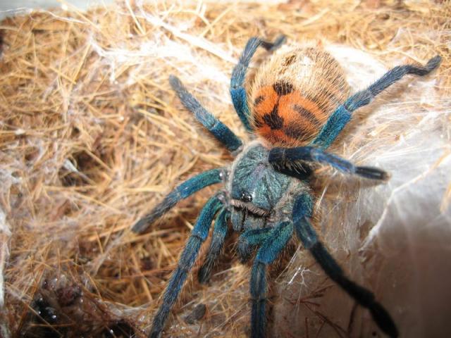 Chromatopelma cyaneopubescens