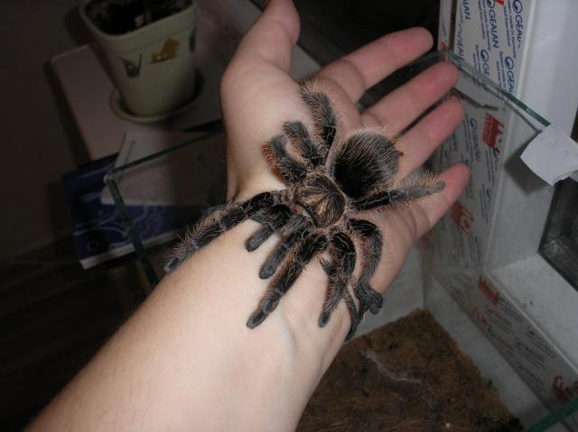 Brachypelma albopilosum