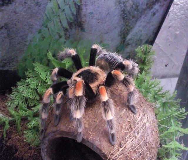 Smithi