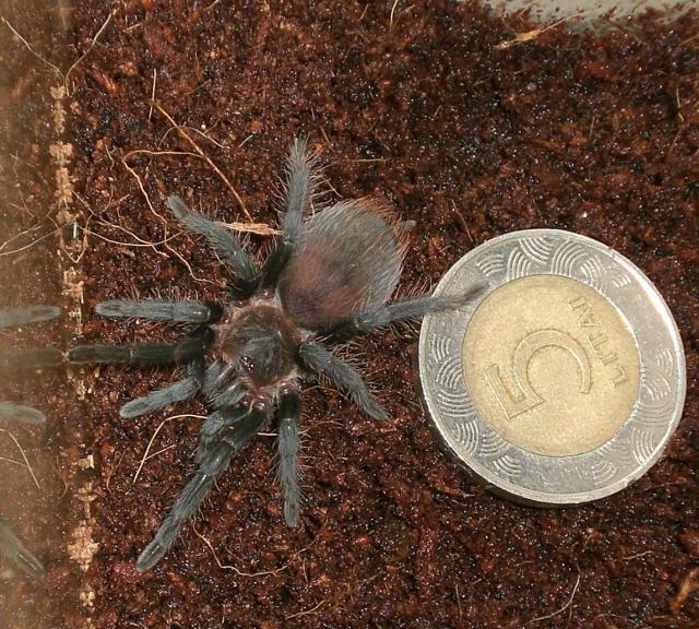 B.vagans