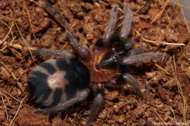 Cyriocosmus elegans