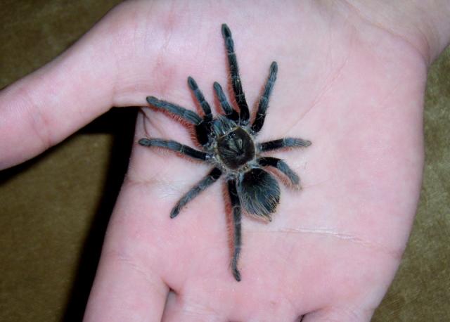 Brachyplma albopilosum