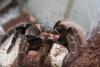 vagans_t1_1_2_3_4_5.jpg
