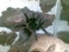 vagans_t1_1_2_3_4_5_6_7_8.jpg