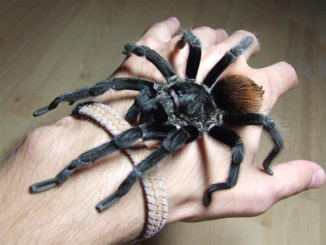 Brachypelma vagans