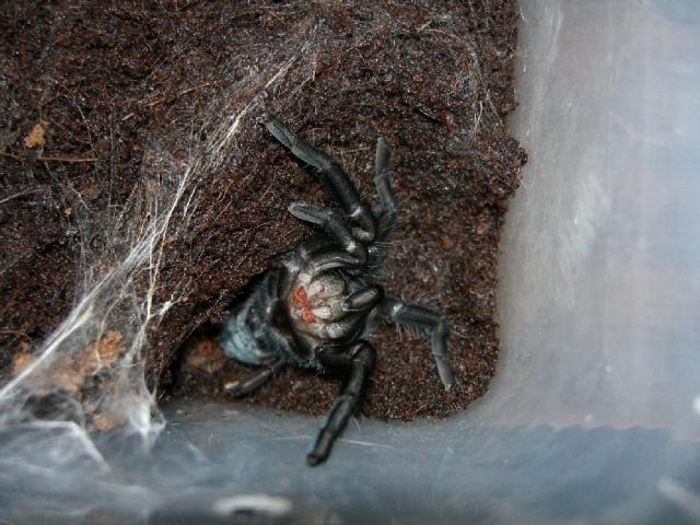 b.vagans