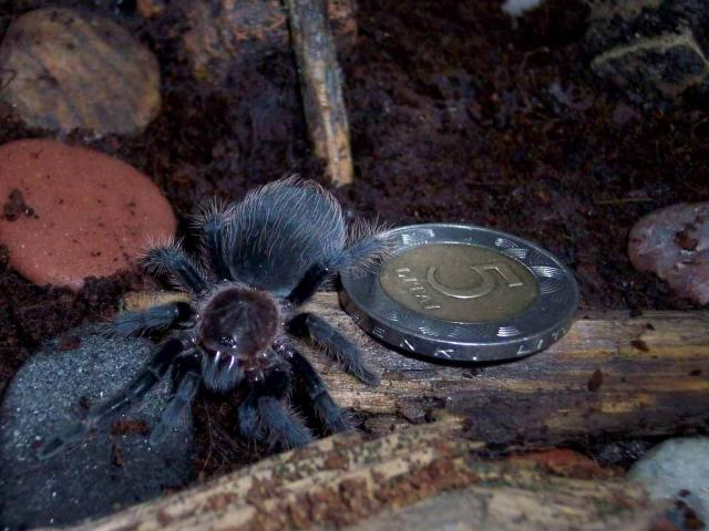 B. vagans