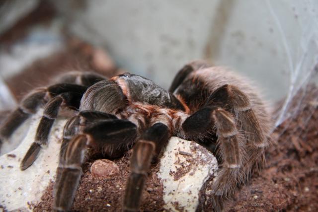 Brachypelma vagans