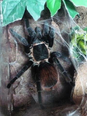 B.vagans