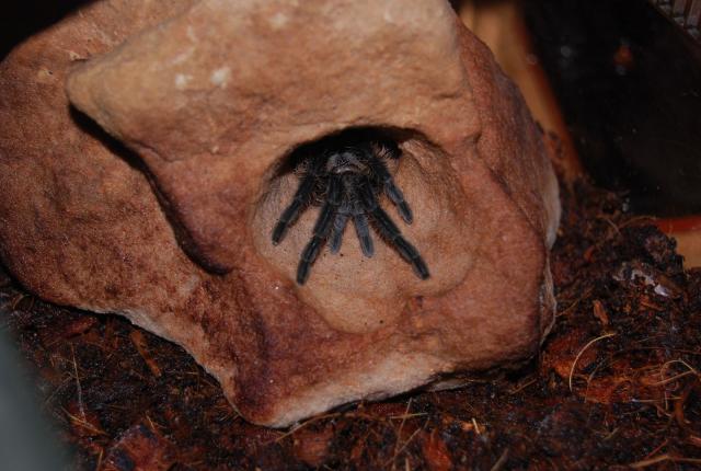 B. albopilosum