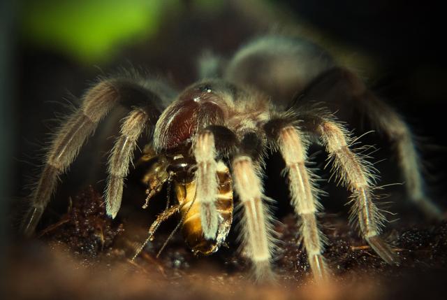 B. smithi vakarienė