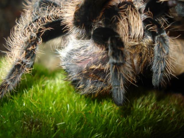 Brachypelma albopilosum valgo