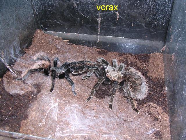 Brachypelma verdezi