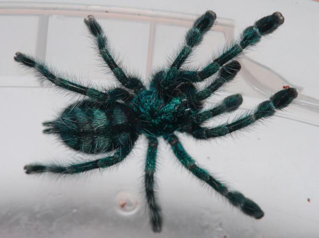 Aviculiaria versicolor