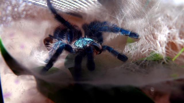 Avicularia versicolor