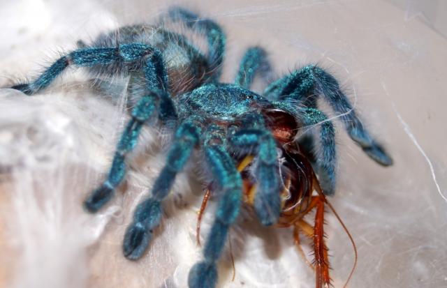 Avicularia versicolor