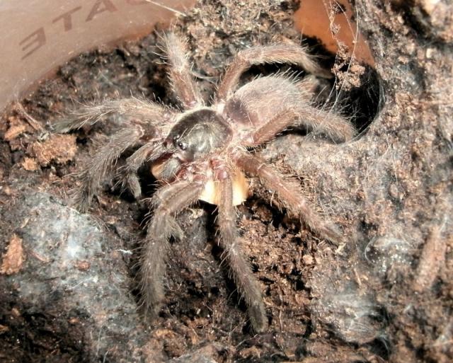 Tapinauchenius violaceus