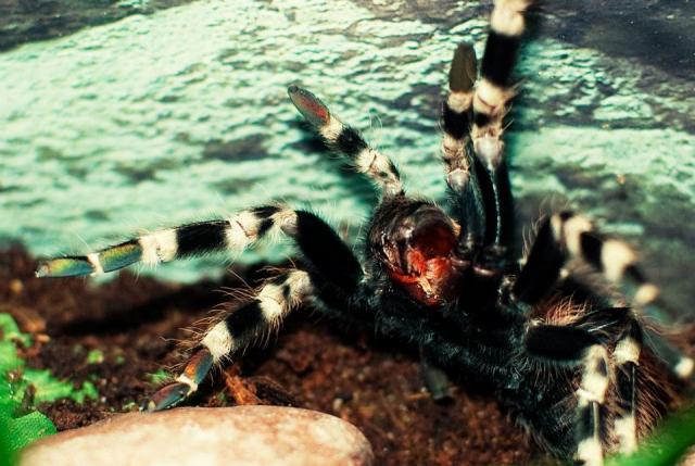 Nhandu chromatus