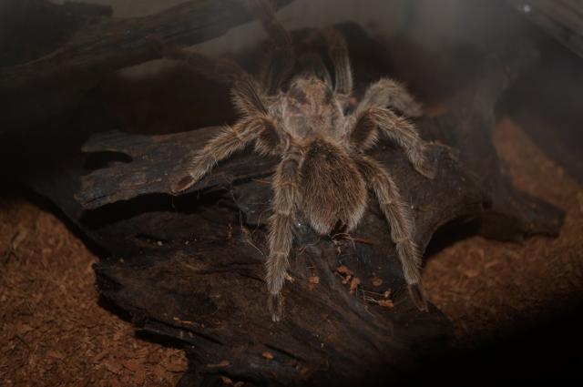 Grammostola Rosea2