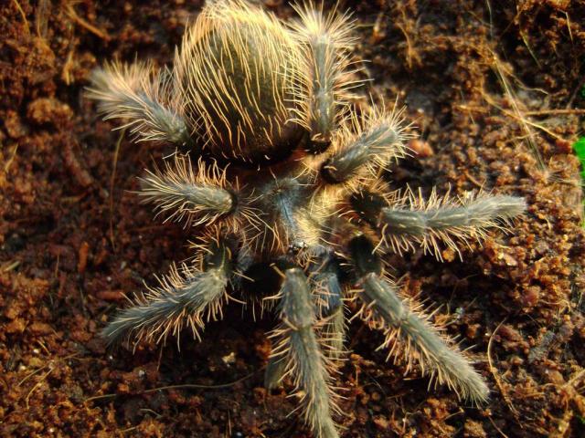 Brachypelma albopilosum L6