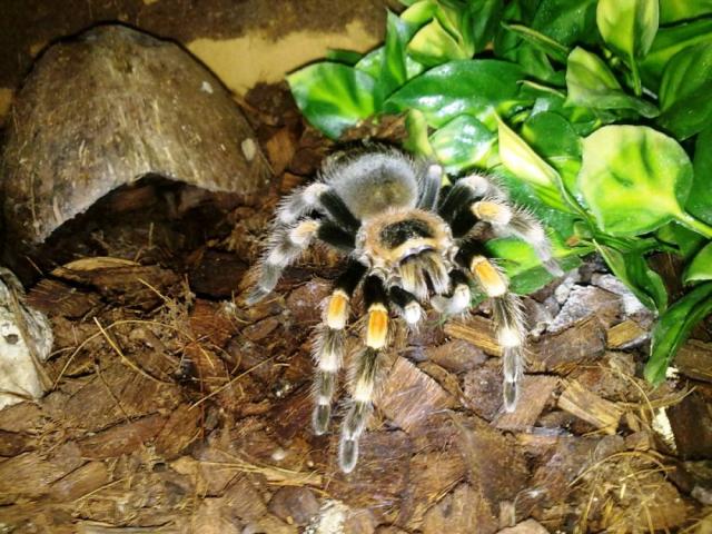 B.smithi