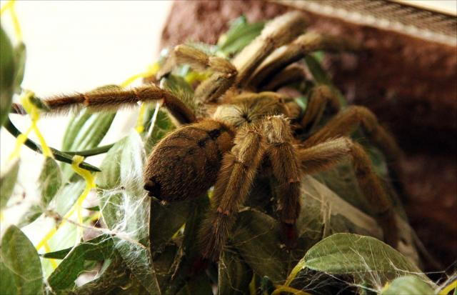 P.Cambridgei