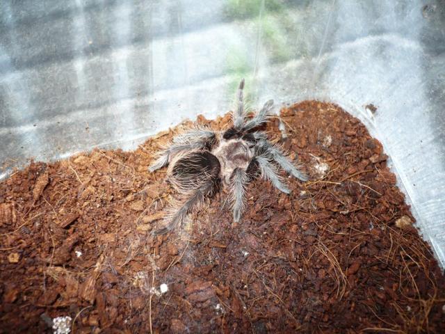 B. albopilosum