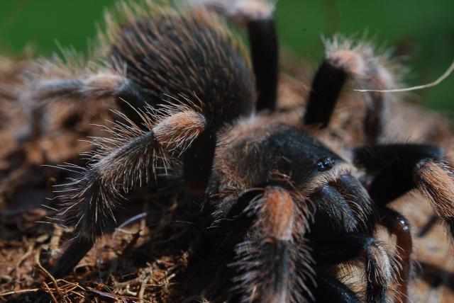 B. smithi