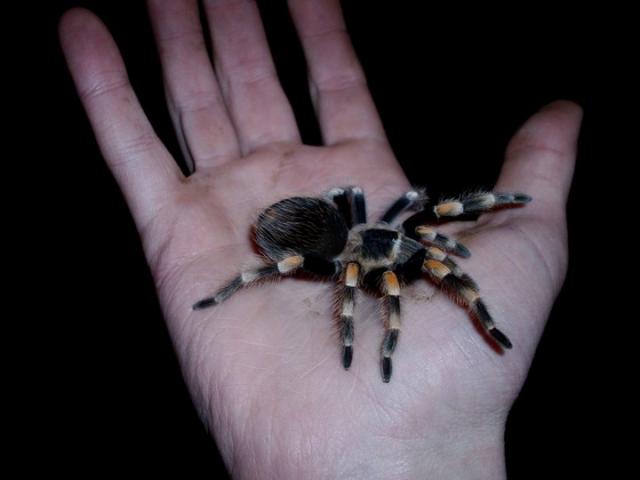 Brachypelma smithi