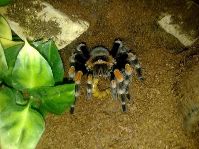 Brachypelma smithi