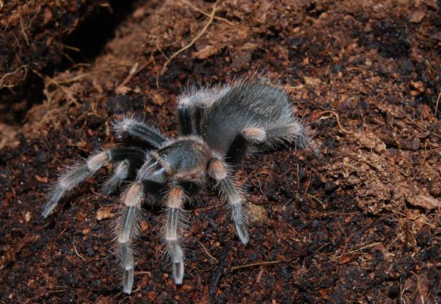 Mažasis Smithi