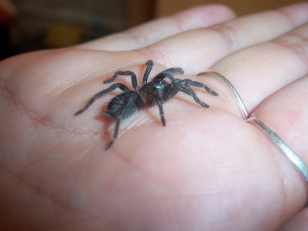 B. albopilosum
