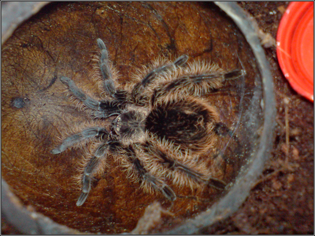 B. albopilosum