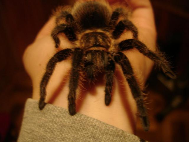 Mano pirmasis voriukas :)