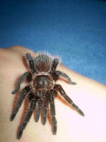 B. Albopilosum