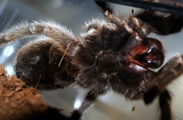 Grammostola rosea