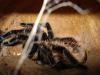voras_t1_1_2_3_4_5_6_7_8_9_10_11_12_13_14_15_16_17_18_19_20_21_22_23_24_25.jpg