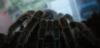 voras_t1_1_2_3_4_5_6_7_8_9_10_11_12_13_14_15_16_17_18_19_20_21_22_23_24_25_26.jpg