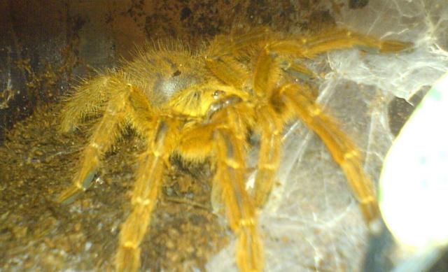 Pterinochilus Murinus