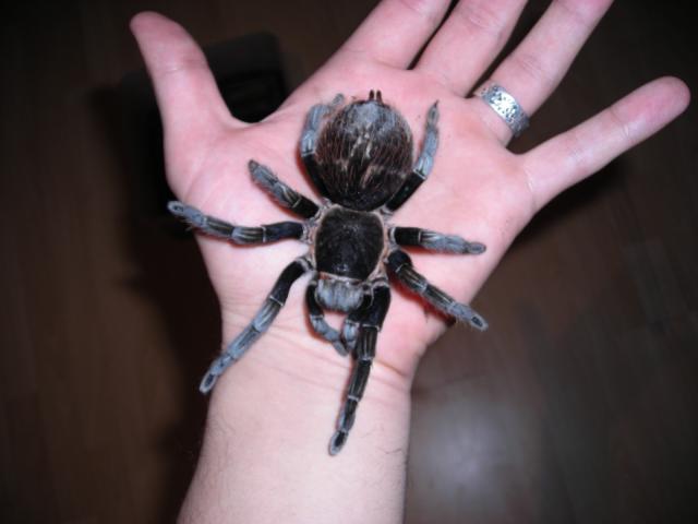 b.vagans