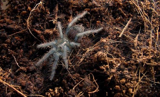 B. albopilosum