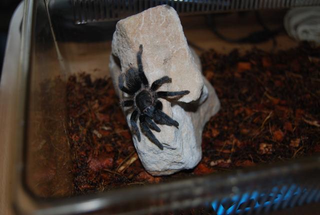 B. albopilosum