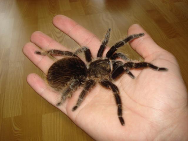 Brachypelma albopilosum