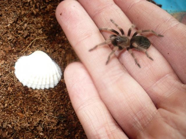 B.smithi