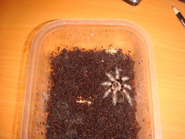 B.Smthi'ukas:)