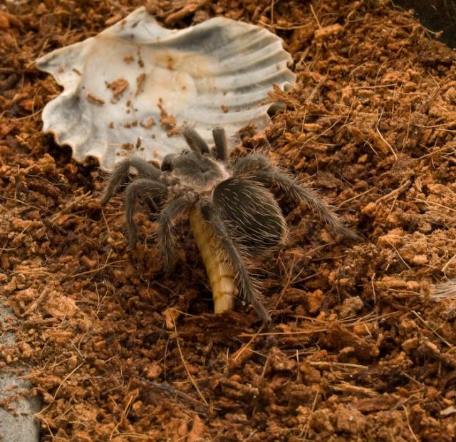 B. albopilosum