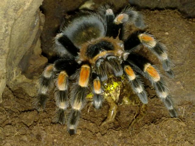 B.Smithi