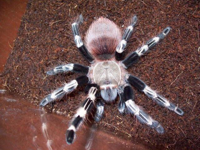 N. chromatus