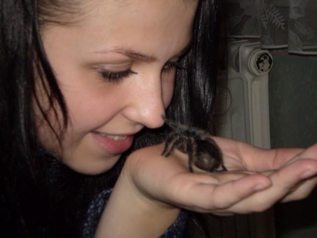 Brachypelma albopilosum