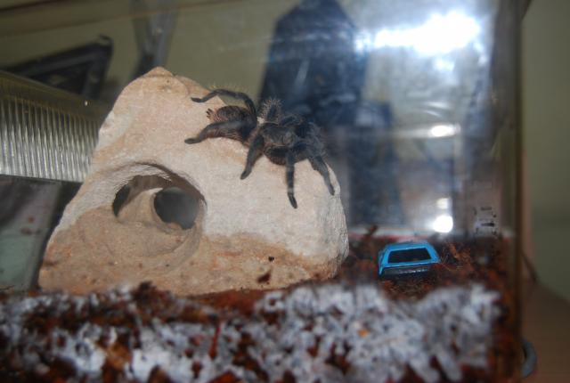 B. albopilosum